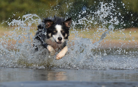 border-collie-running-through-wtaer