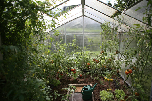 Best Survival Foods to Grow in SHTF Situations